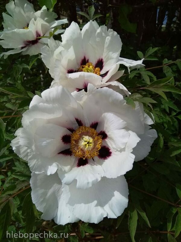 Чайная беседка