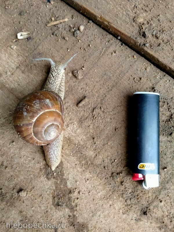 Чайная беседка