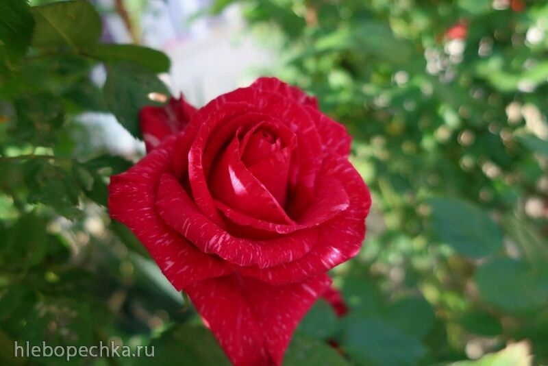 Чайная беседка