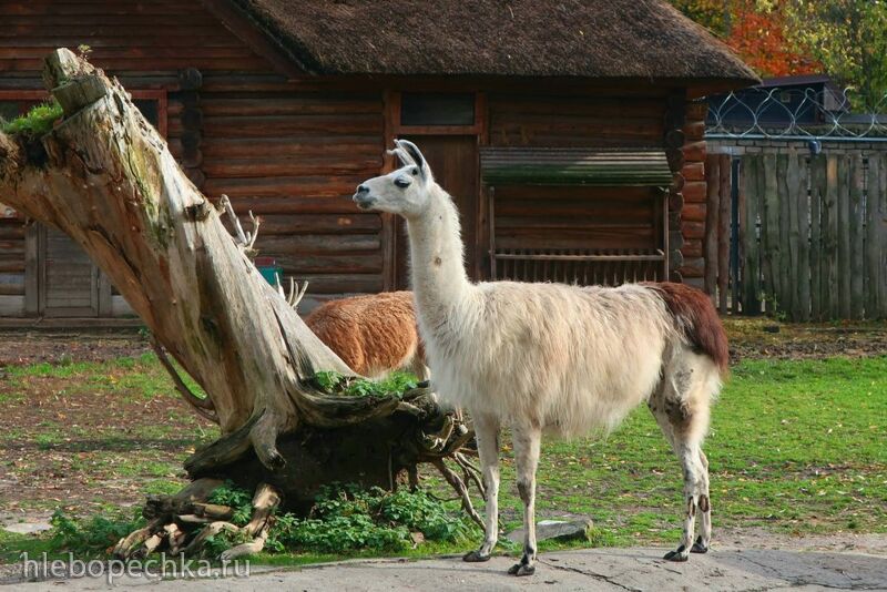 Ну здравствуй, Калининград! 35 лет спустя