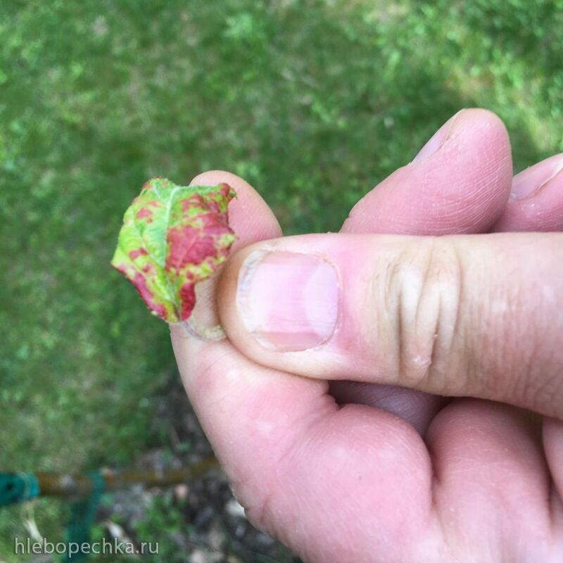 Чайная беседка