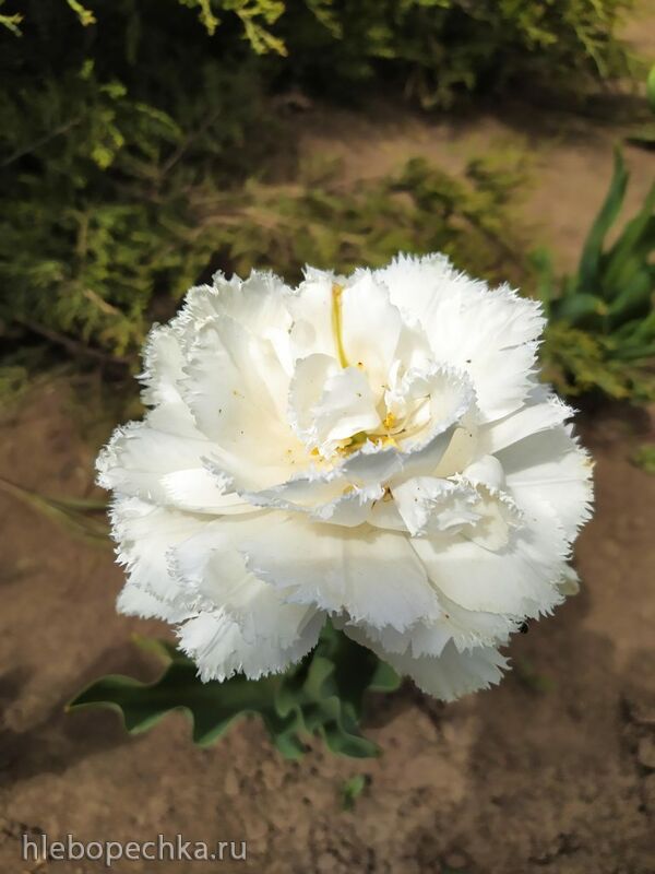 Чайная беседка