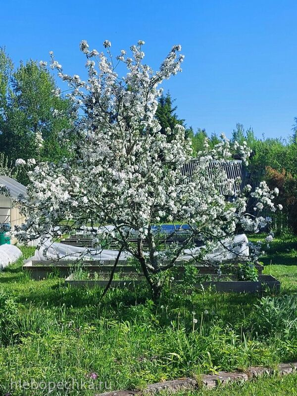 Кафе «У пани Сони»