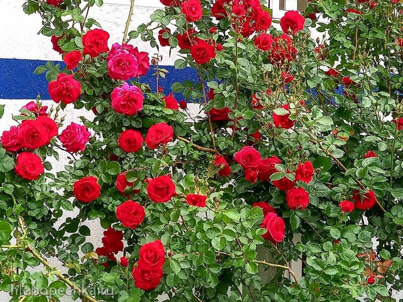 Чайная беседка