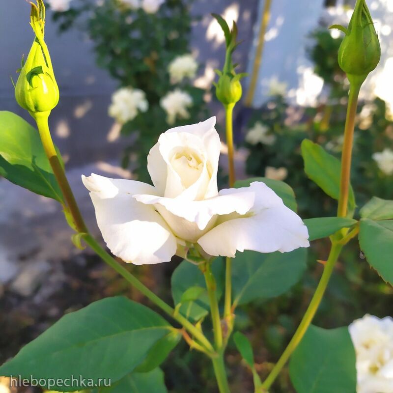 Чайная беседка