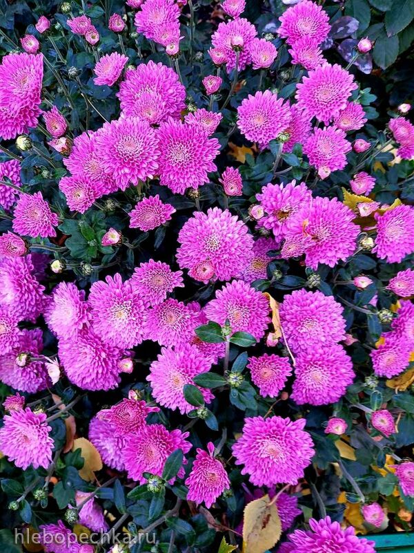 Чайная беседка