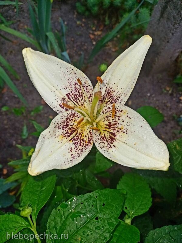 Чайная беседка