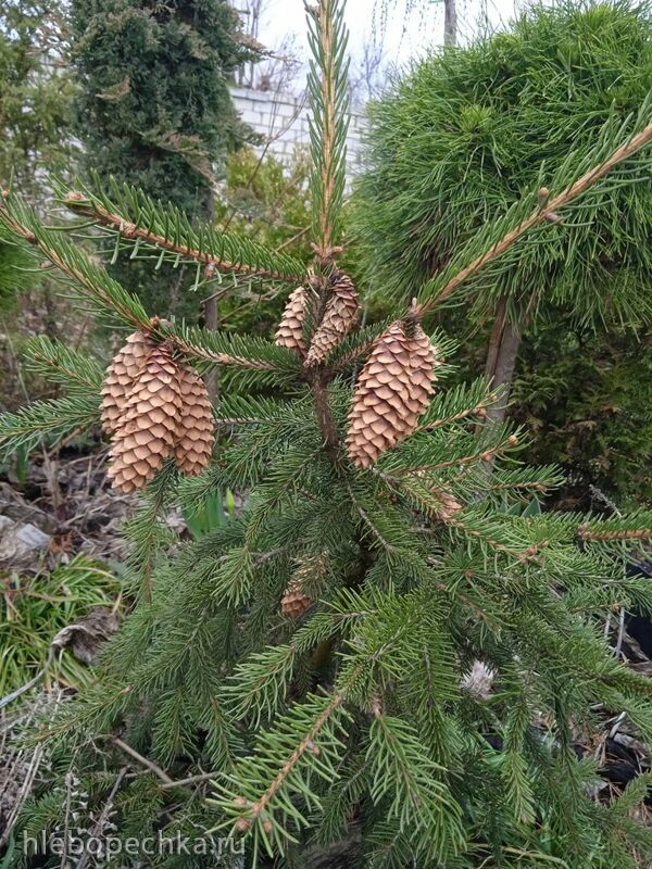 Чайная беседка