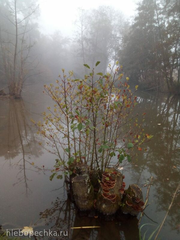 Чайная беседка