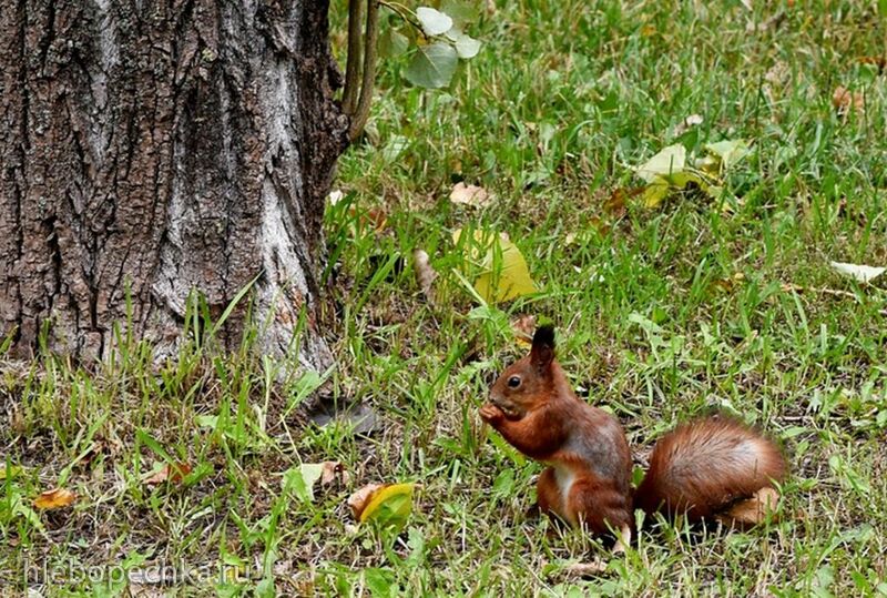 Чайная беседка
