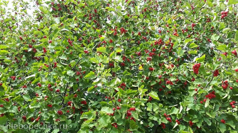 Чайная беседка