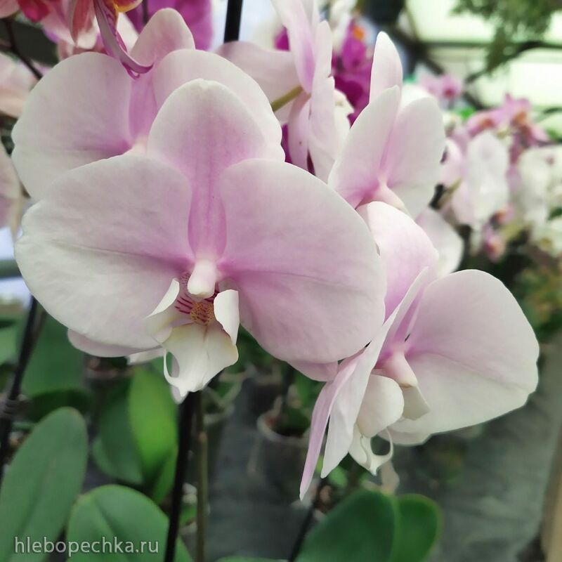 Чайная беседка