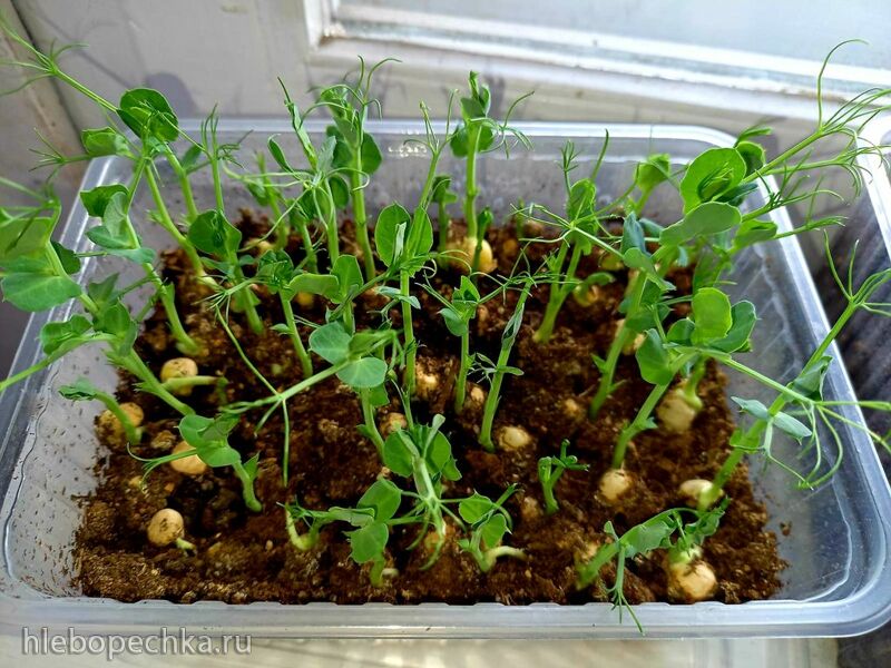 Чайная беседка