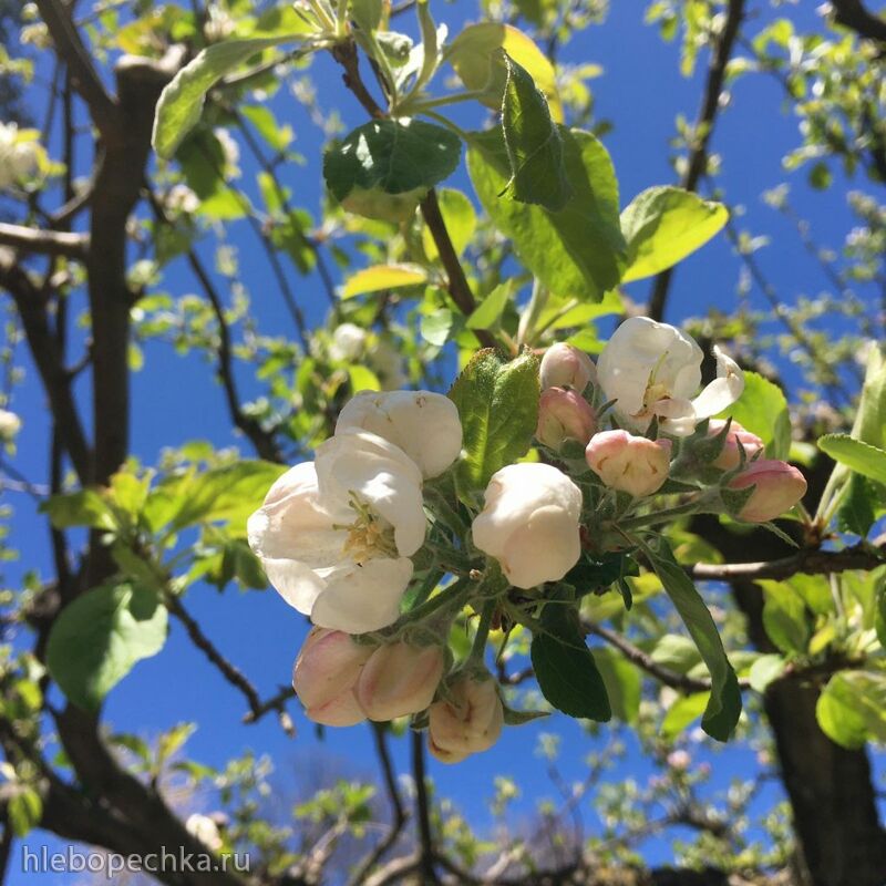 Чайная беседка