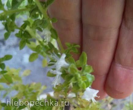 Чайная беседка