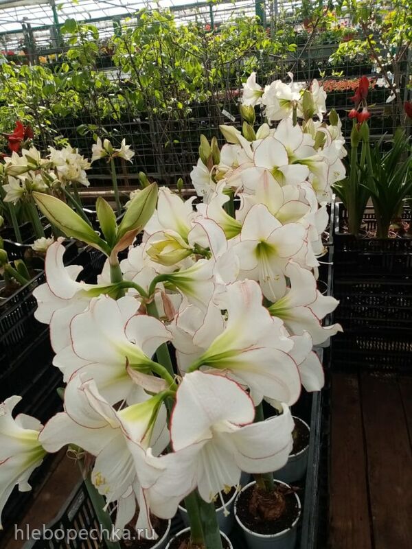 Чайная беседка