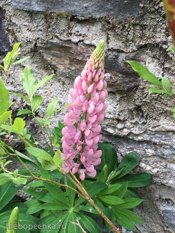 Чайная беседка