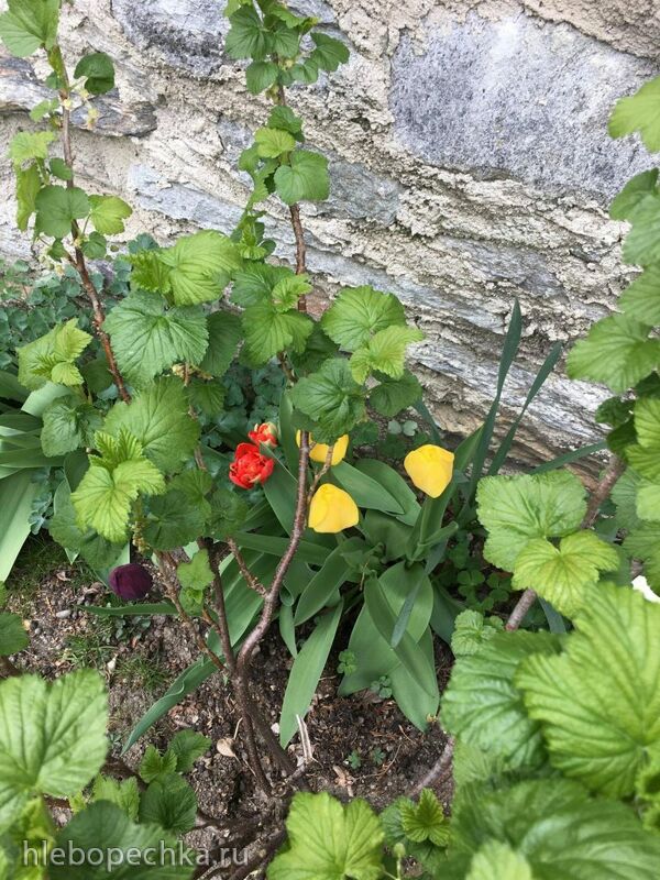 Чайная беседка