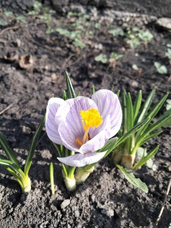 Чайная беседка