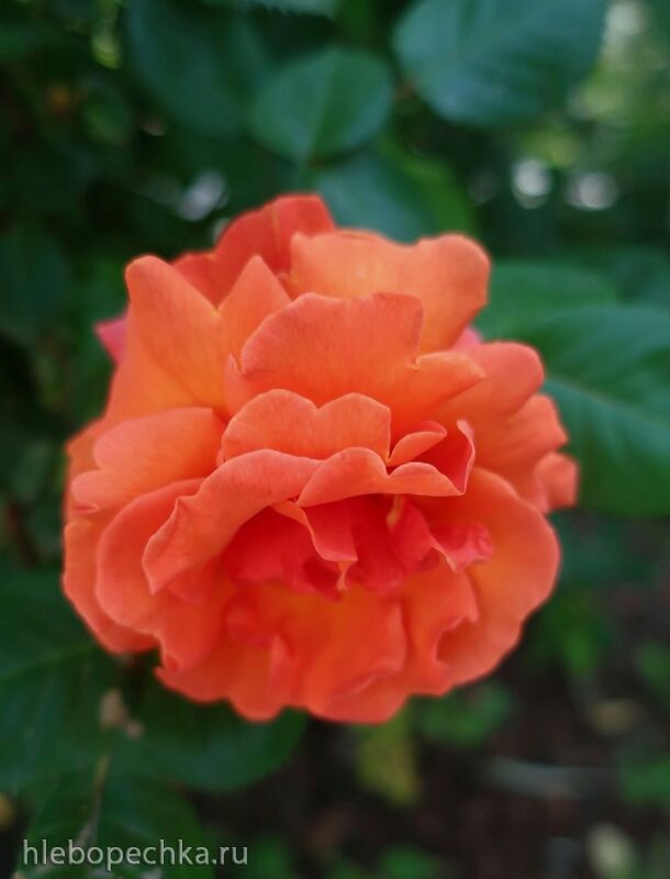 Чайная беседка