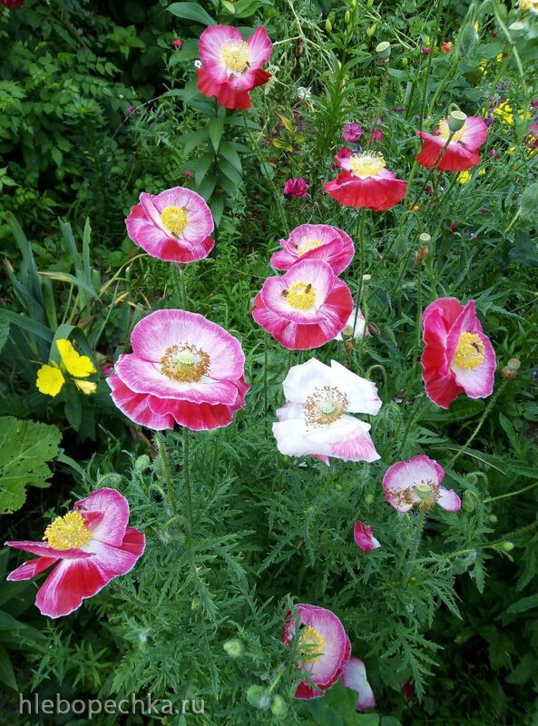 Чайная беседка