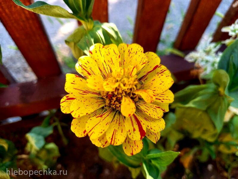 Чайная беседка