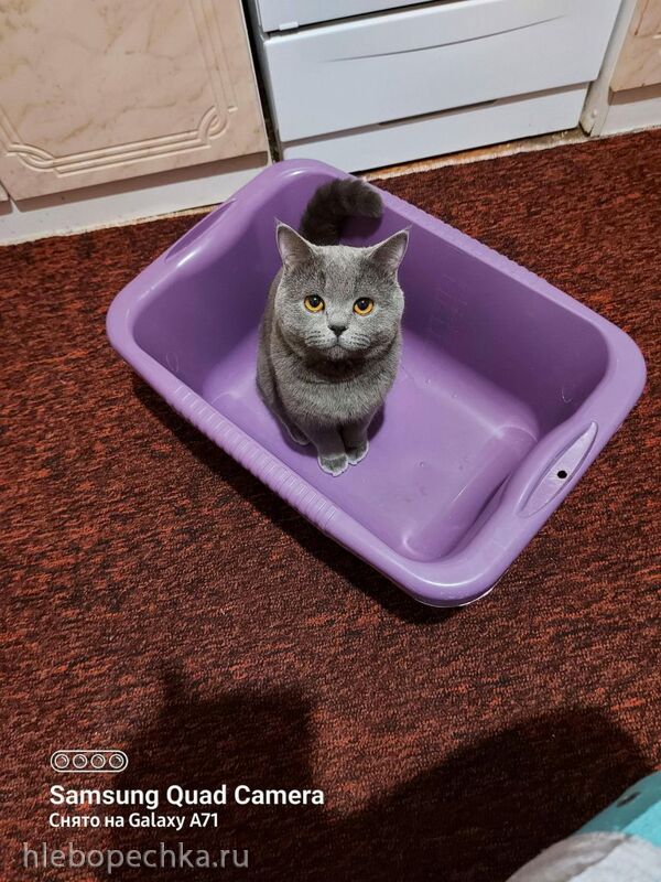 Tapтaлeтки & Ко