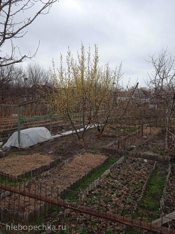 Чайная беседка