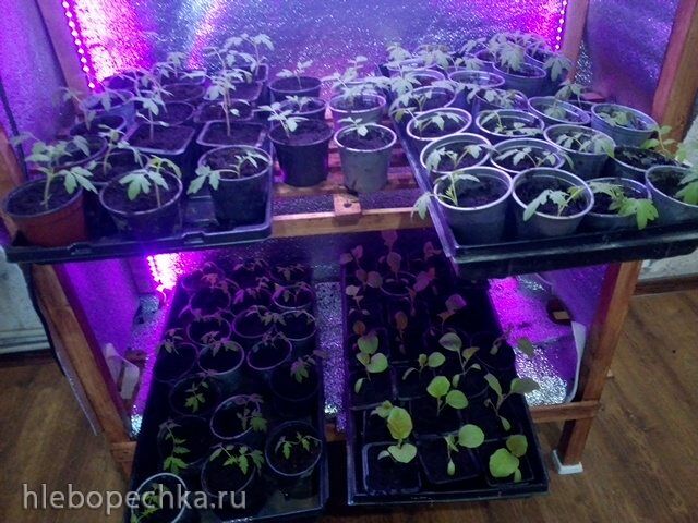 Пора выращивать рассаду