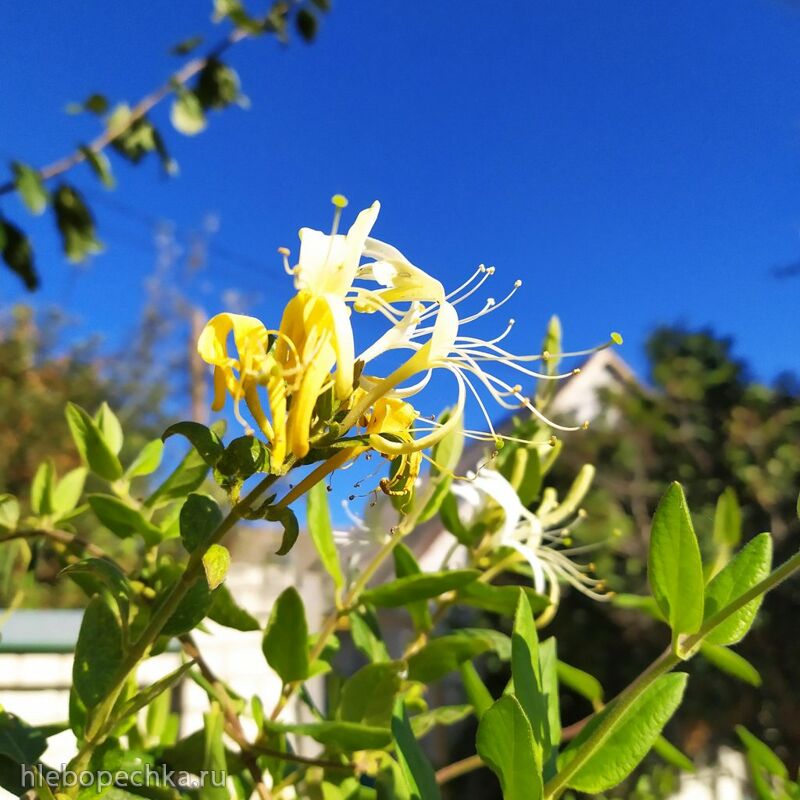 Чайная беседка