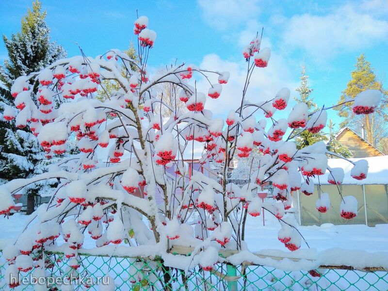 Чайная беседка