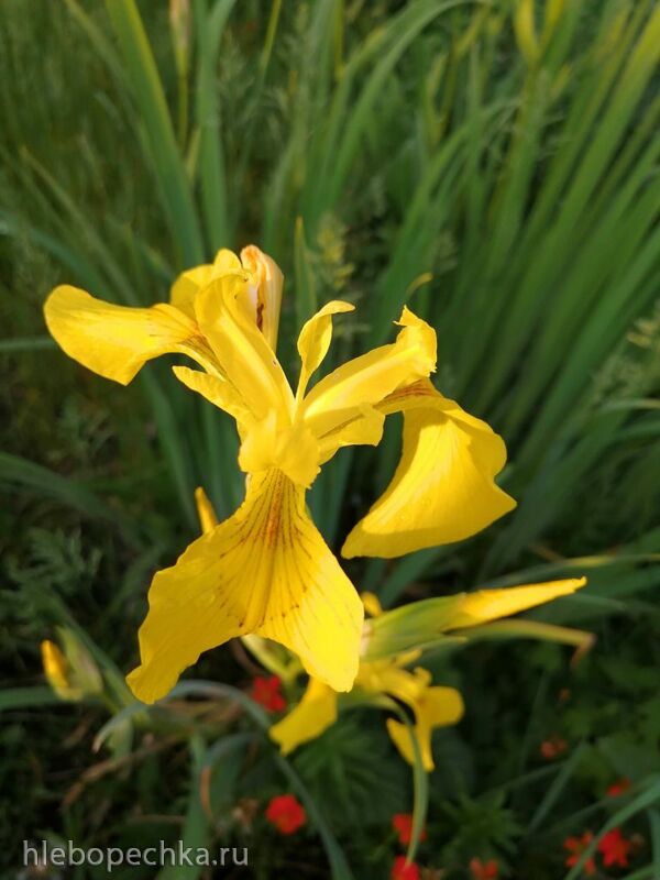 Чайная беседка