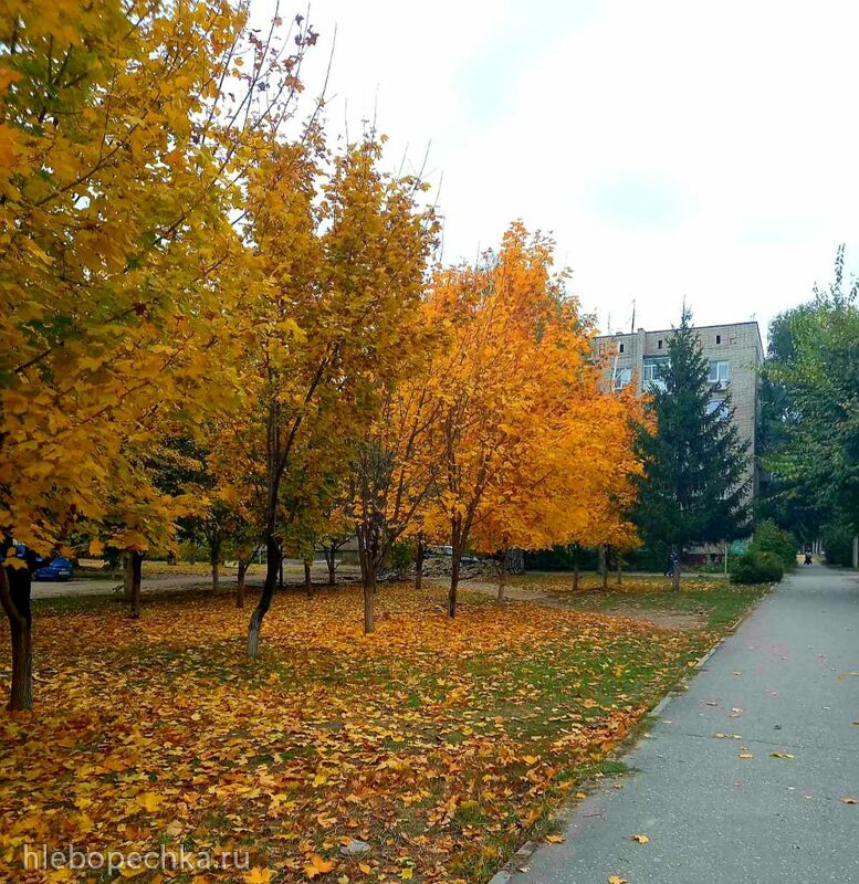 Чайная беседка