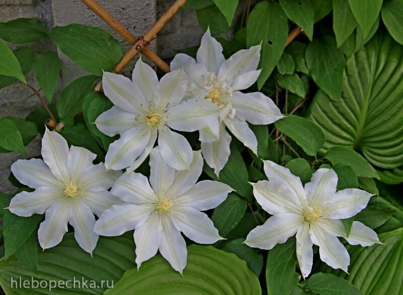 Чайная беседка