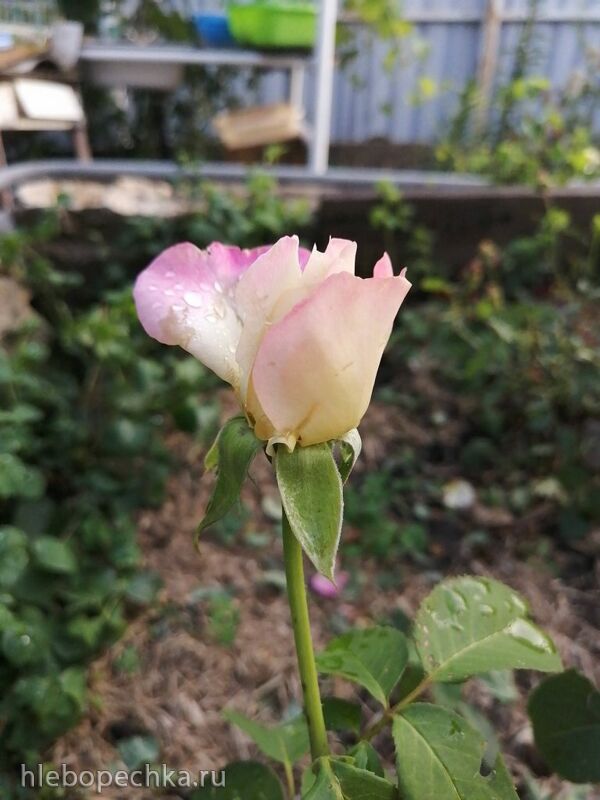 Чайная беседка