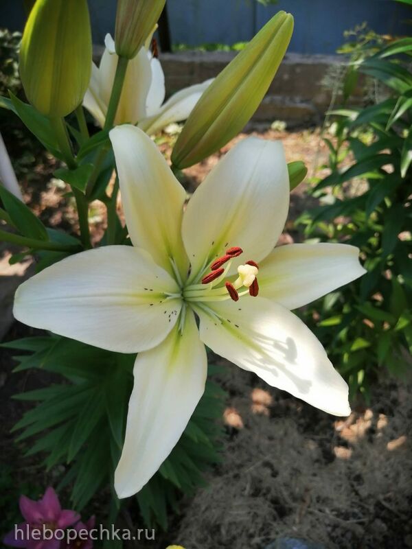 Чайная беседка