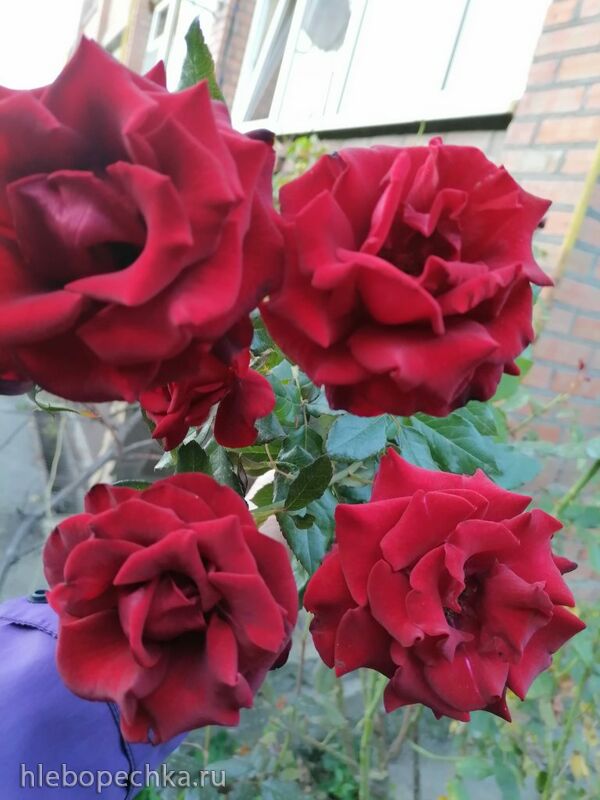 Чайная беседка