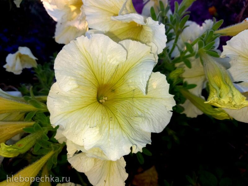 Чайная беседка