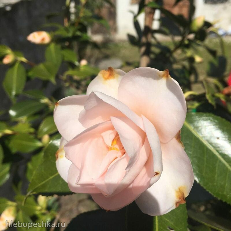 Чайная беседка