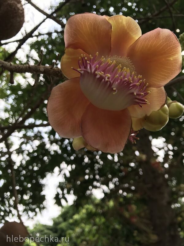 Tapтaлeтки & Ко