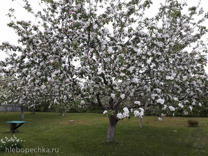 Чайная беседка
