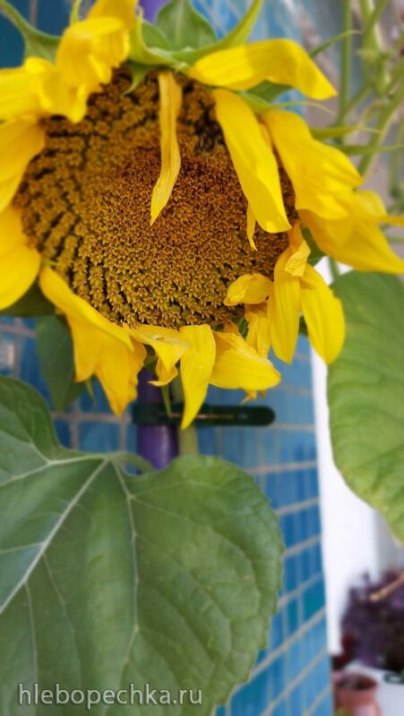 Tapтaлeтки & Ко