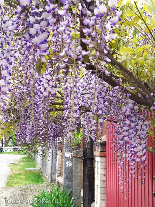 Чайная беседка