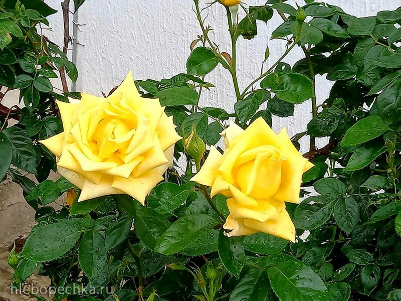 Чайная беседка