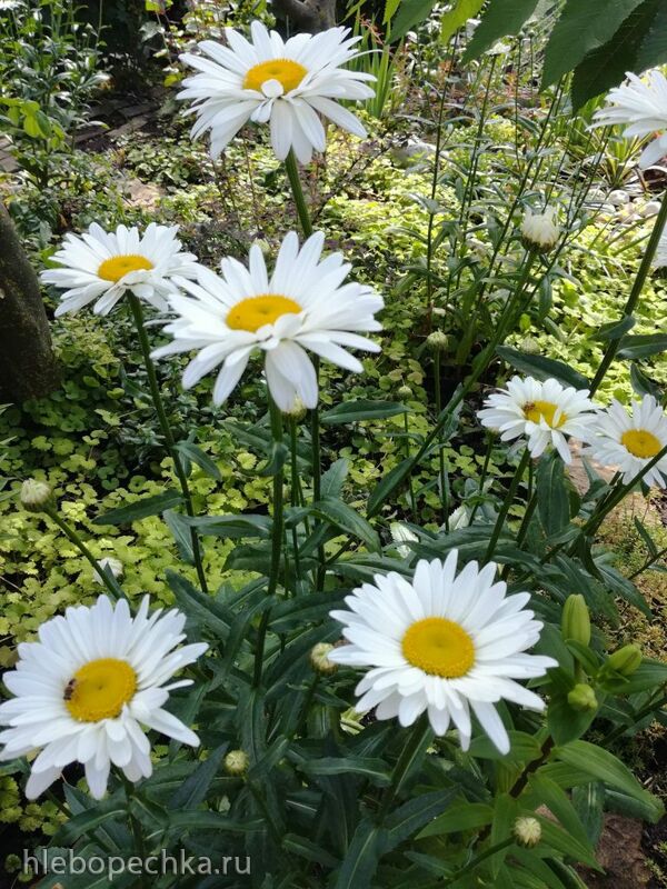 Чайная беседка