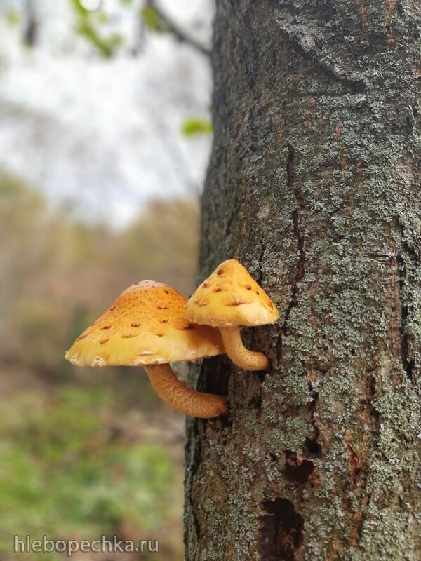 Кафе «У пани Сони»