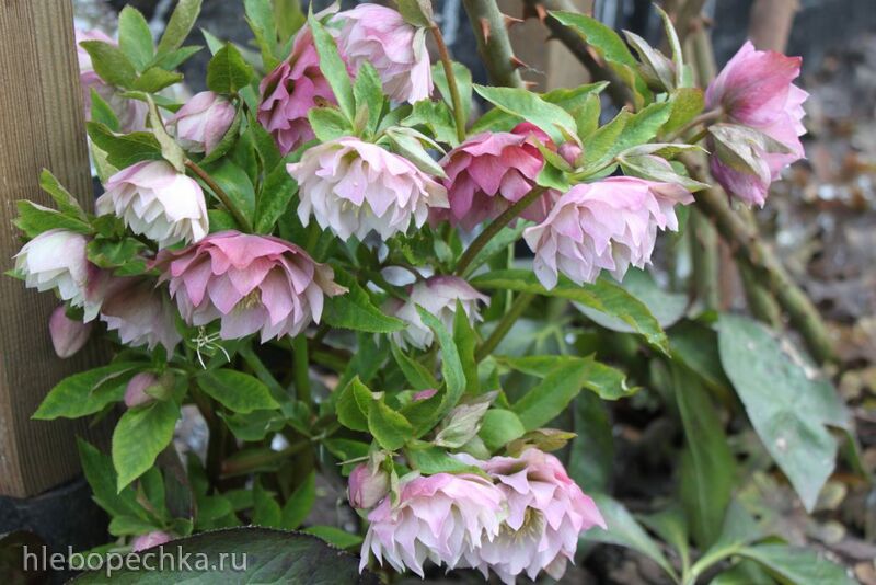 Чайная беседка