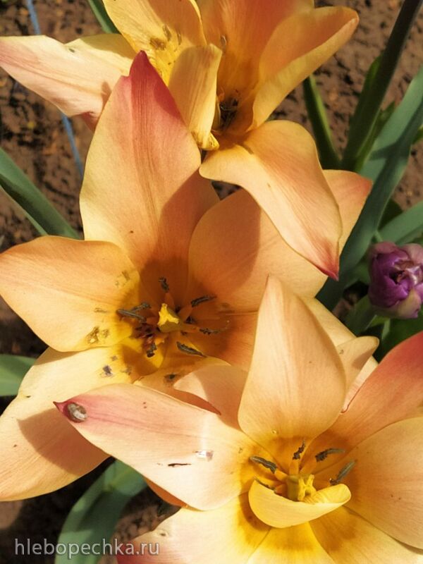 Чайная беседка