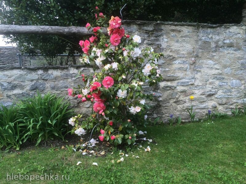 Чайная беседка