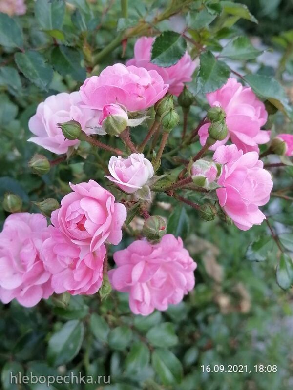 Чайная беседка